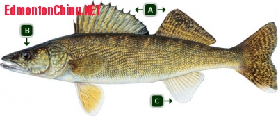 Walleye.jpg