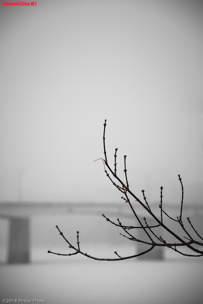 2014.First Day in Spring -1.jpg