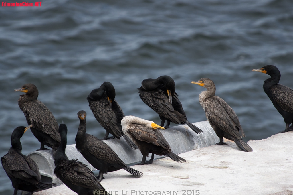 HalifaxPEIֶͷϵcormorant