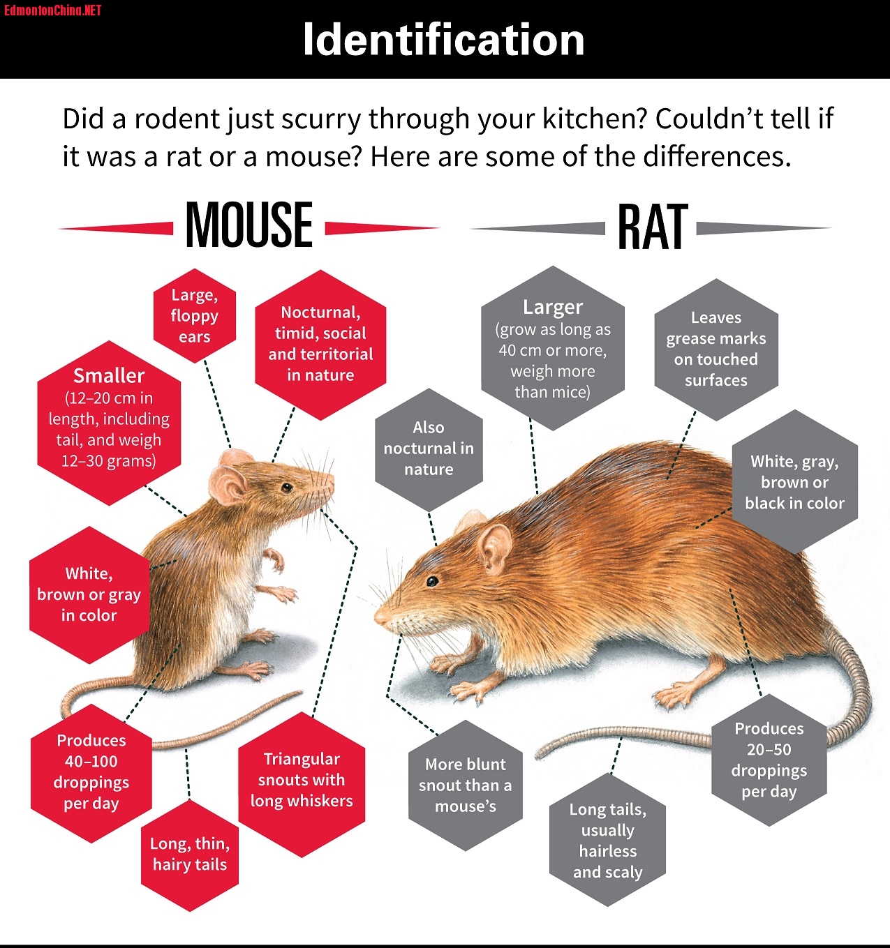 rodent-identification_2250x7596.jpg